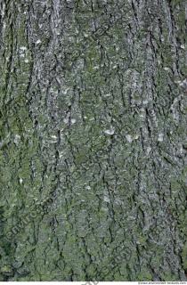 wood tree bark 0006